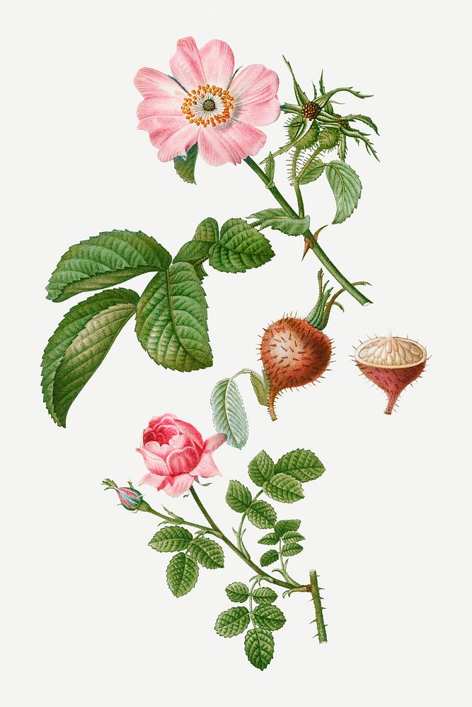 Apple rose and provence rose illustration