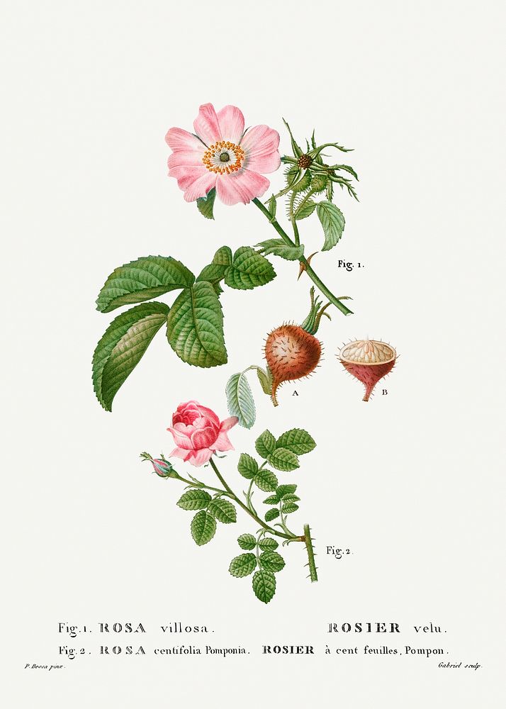 1. Apple rose, Rosa villosa 2. Provence rose, Rosa centifolia from Trait&eacute; des Arbres et Arbustes que l'on cultive en…