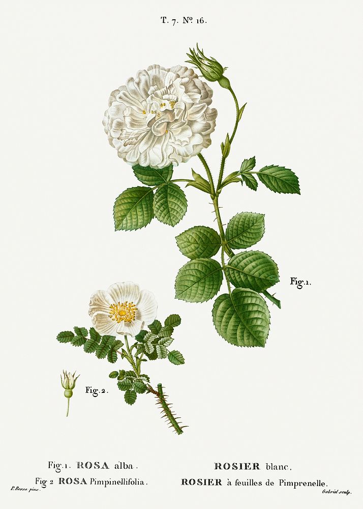 1. White rose of York, Rosa alba 2. Burnet rose, Rosa pimpinellifolia from Trait&eacute; des Arbres et Arbustes que l'on…