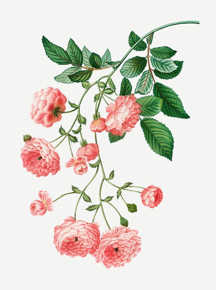 Vintage pink rambler roses illustration