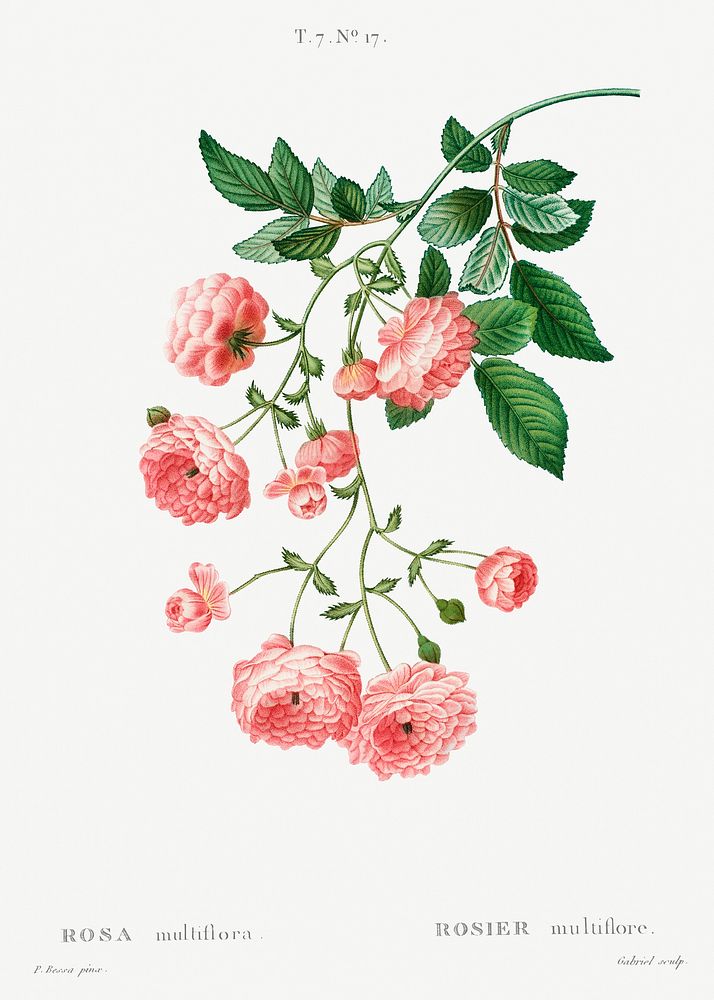 Rambler Rose (Rosa multiflora) from Trait&eacute; des Arbres et Arbustes que l&rsquo;on cultive en France en pleine terre…