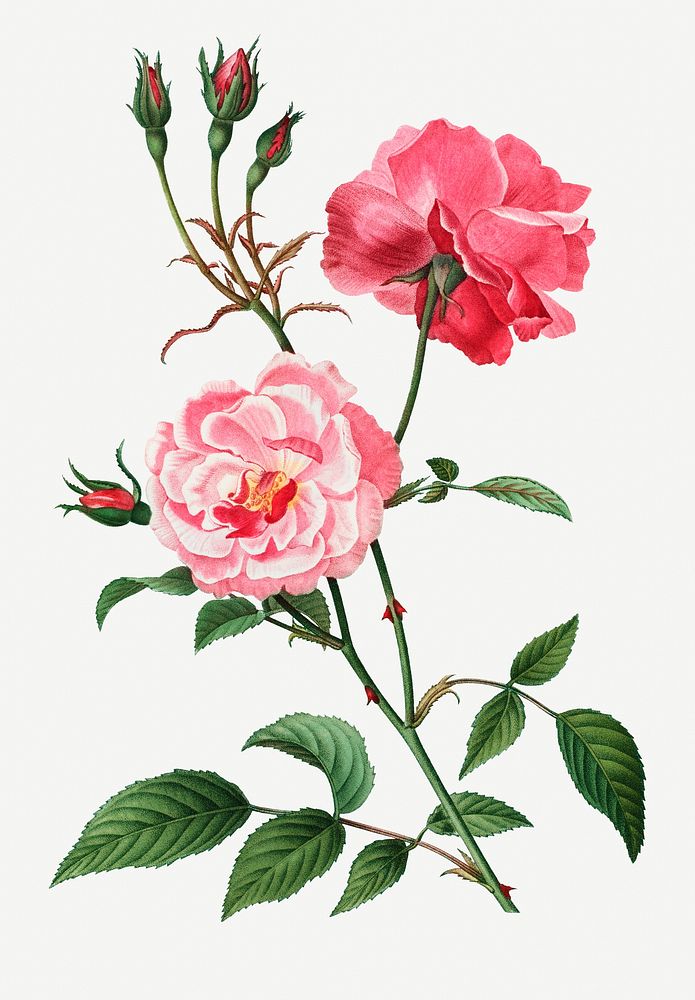 Vintage ever-blowing rose illustration