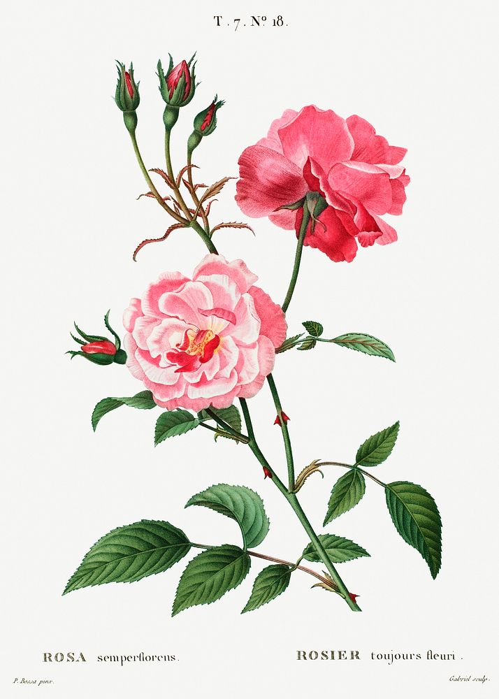 Ever-blowing rose (Rosa semperflorens) from Trait&eacute; des Arbres et Arbustes que l&rsquo;on cultive en France en pleine…