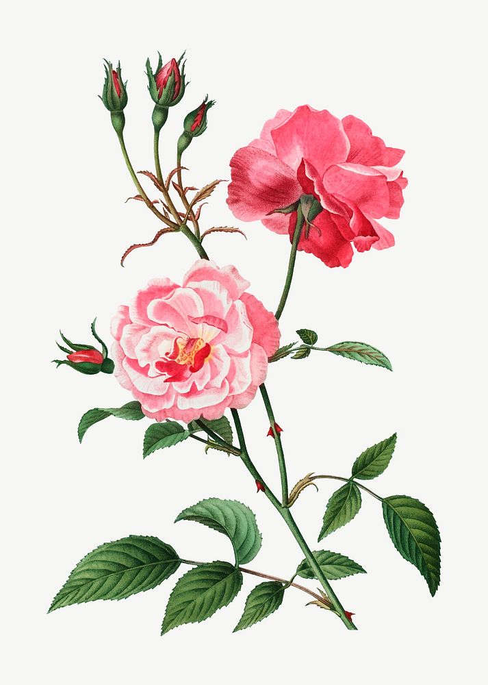 Vintage ever-blowing rose vector