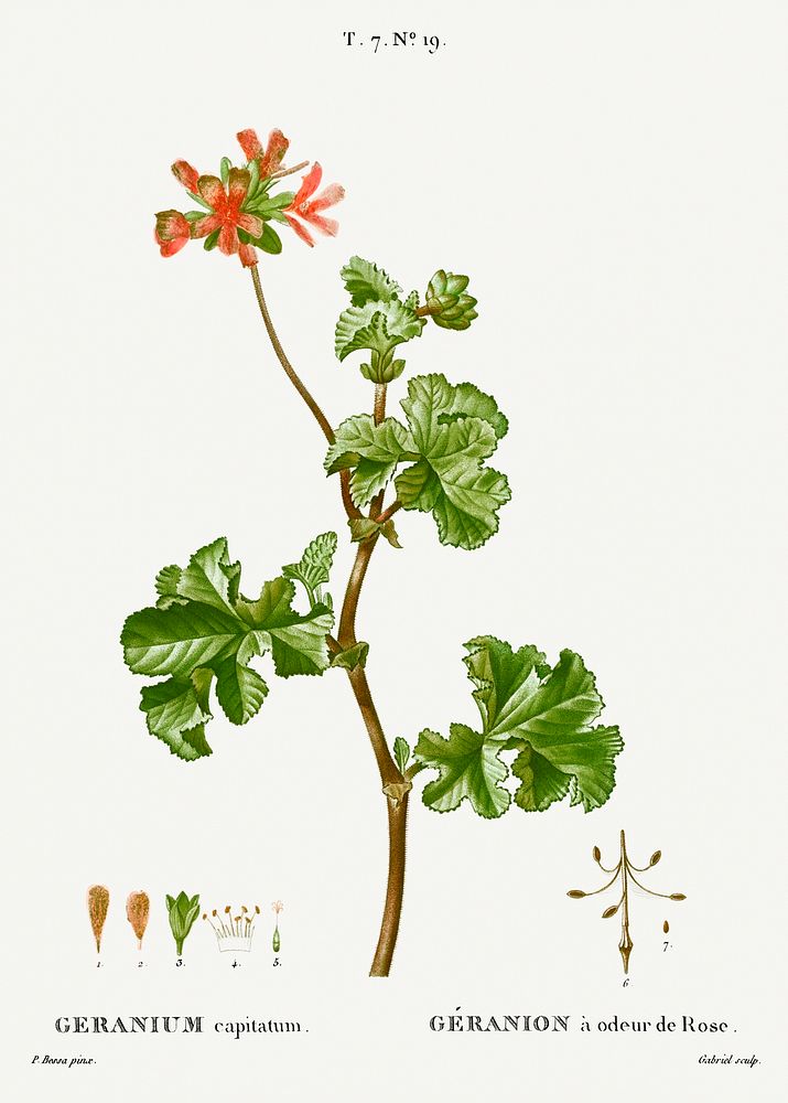 Rose geranium from Trait&eacute; des Arbres et Arbustes que l'on cultive en France en pleine terre (1801&ndash;1819) by…