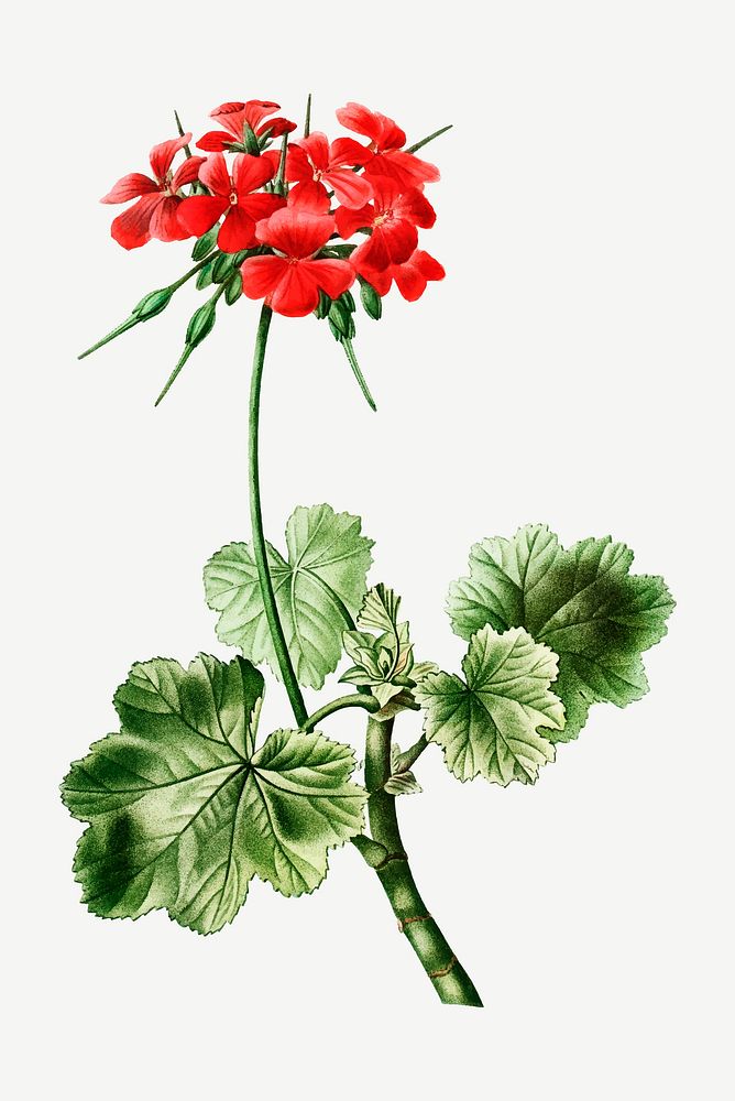 Vintage blooming scarlet geranium vector