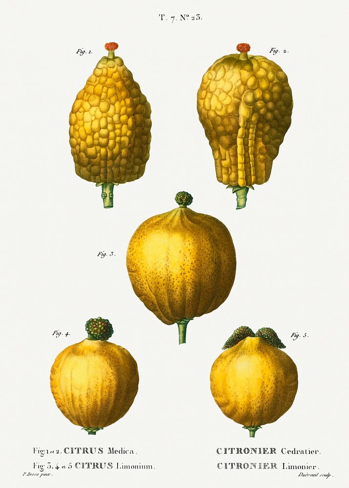 1, 2. Citron, Citrus medica 3, 4, 5. Lemon, Citrus limonium from Trait&eacute; des Arbres et Arbustes que l'on cultive en…