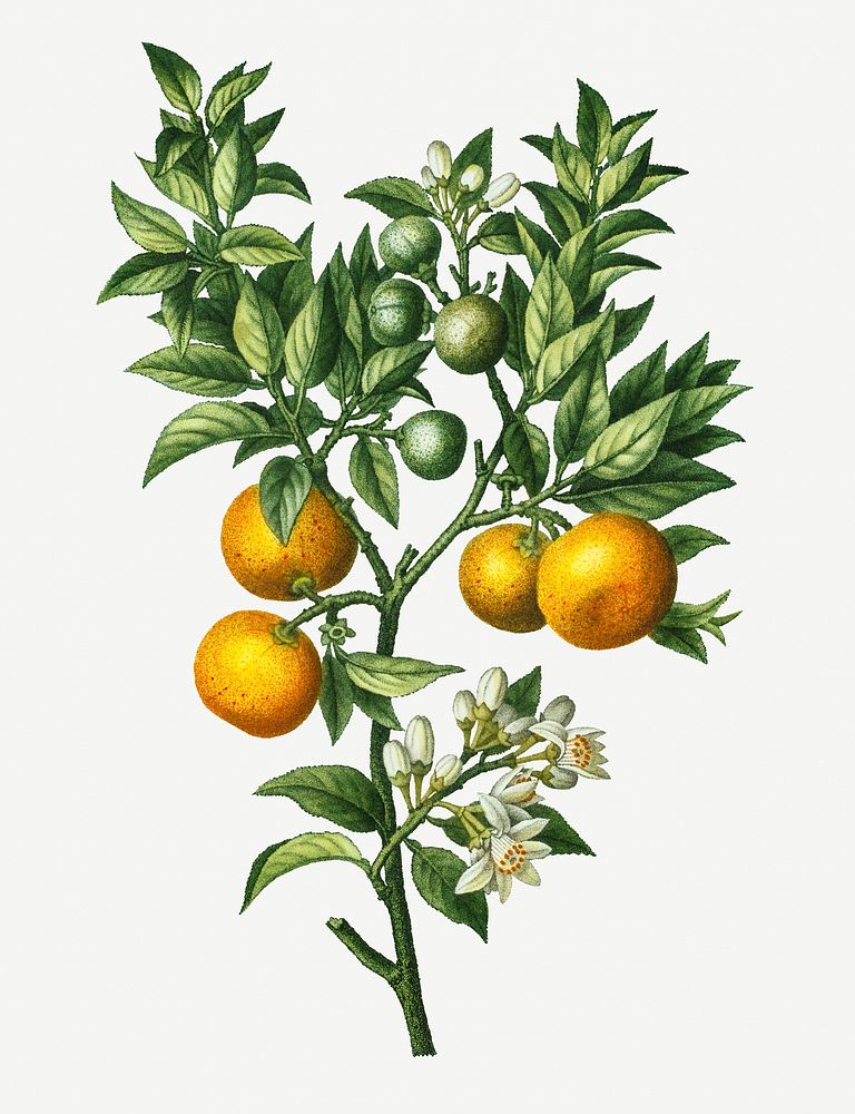 Vintage bitter sweet oranges on a branch illustration