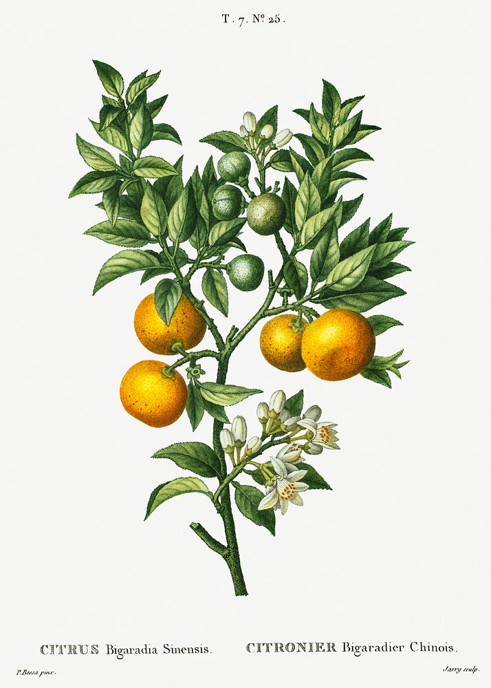 Bitter sweet oranges on a branch (Citrus Bigaradia Sinensis) from Trait&eacute; des Arbres et Arbustes que l&rsquo;on…