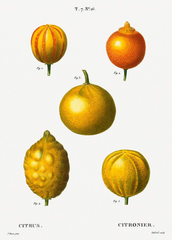 5 types of bitter orange, sweet lemon, and sweet lime, Citrus from Trait&eacute; des Arbres et Arbustes que l'on cultive en…