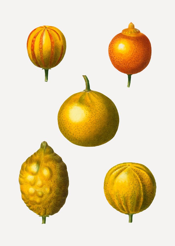Vintage various citrus fruits vector