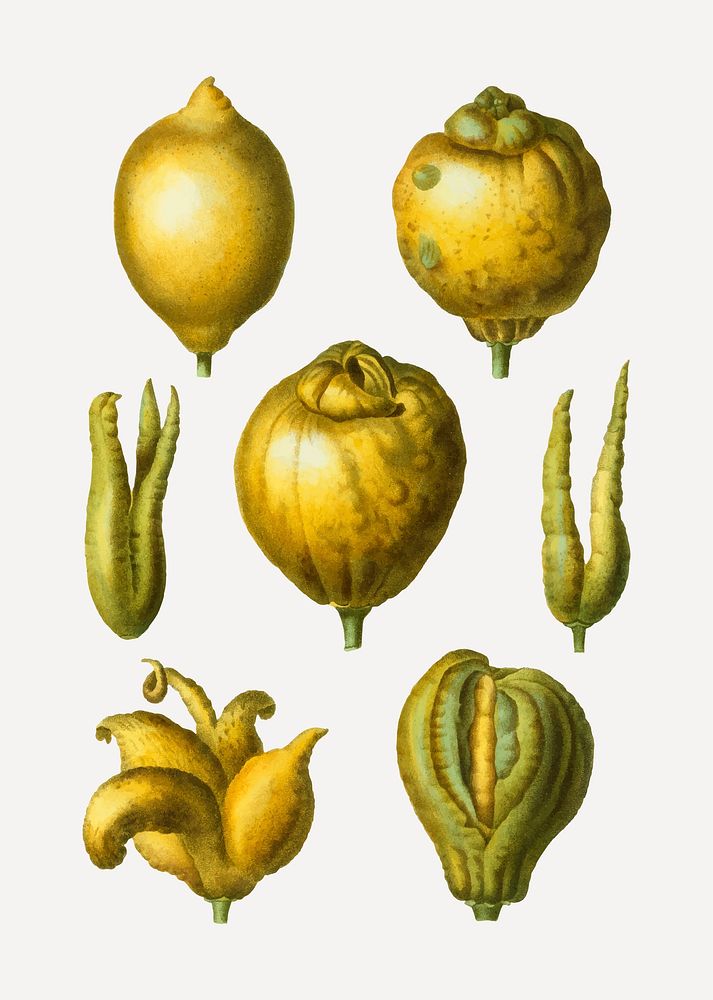 Vintage various lemon fruits vector