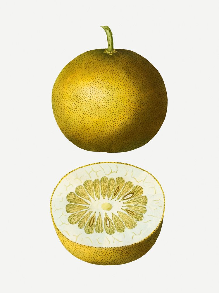 Vintage sliced adams apple illustration