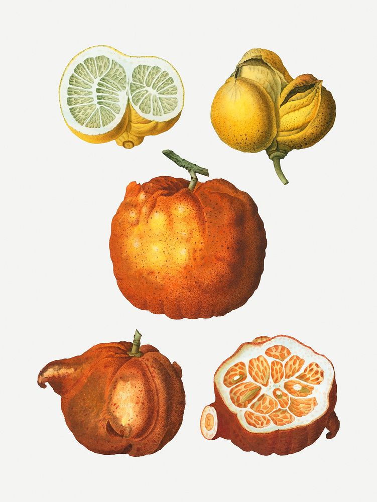 Citrus in various shapes illustration