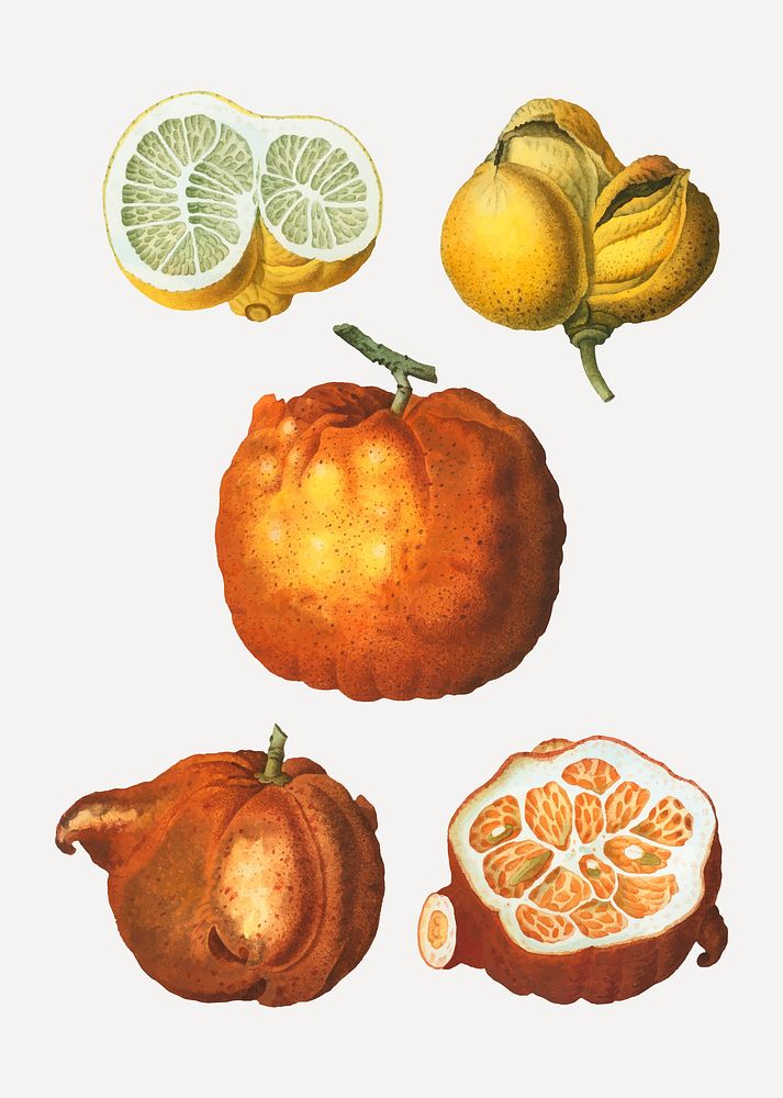 Citrus in various shapes vector