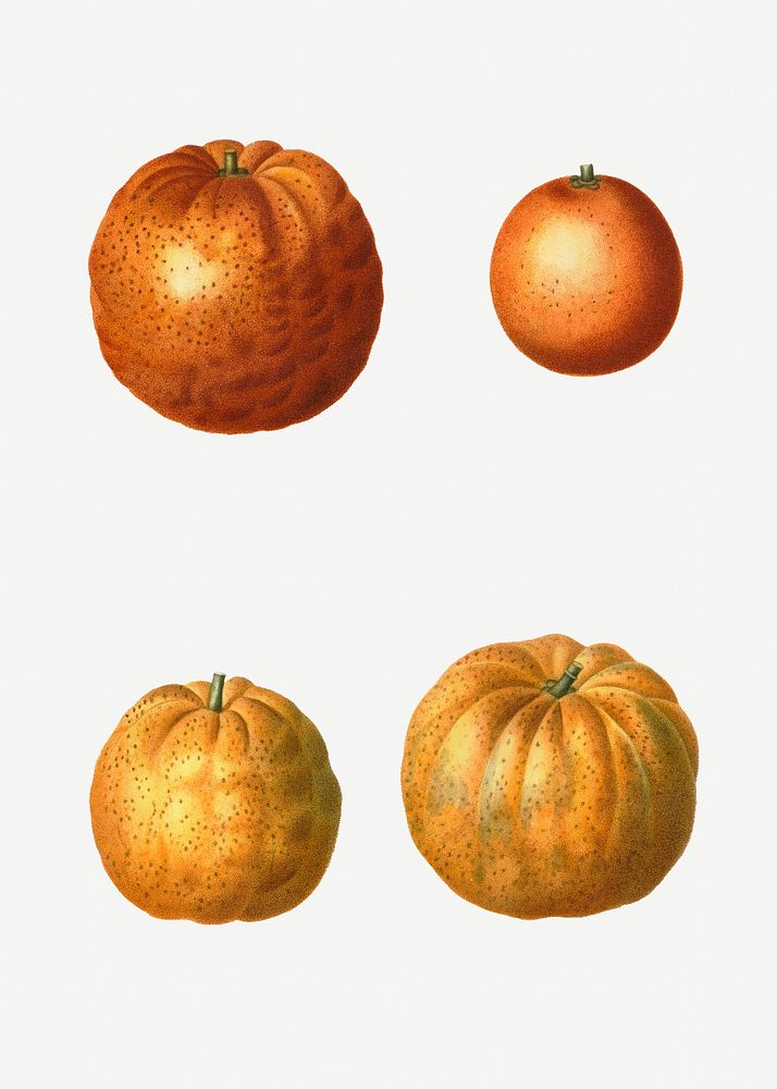 Bitter orange fruit shapes illustration
