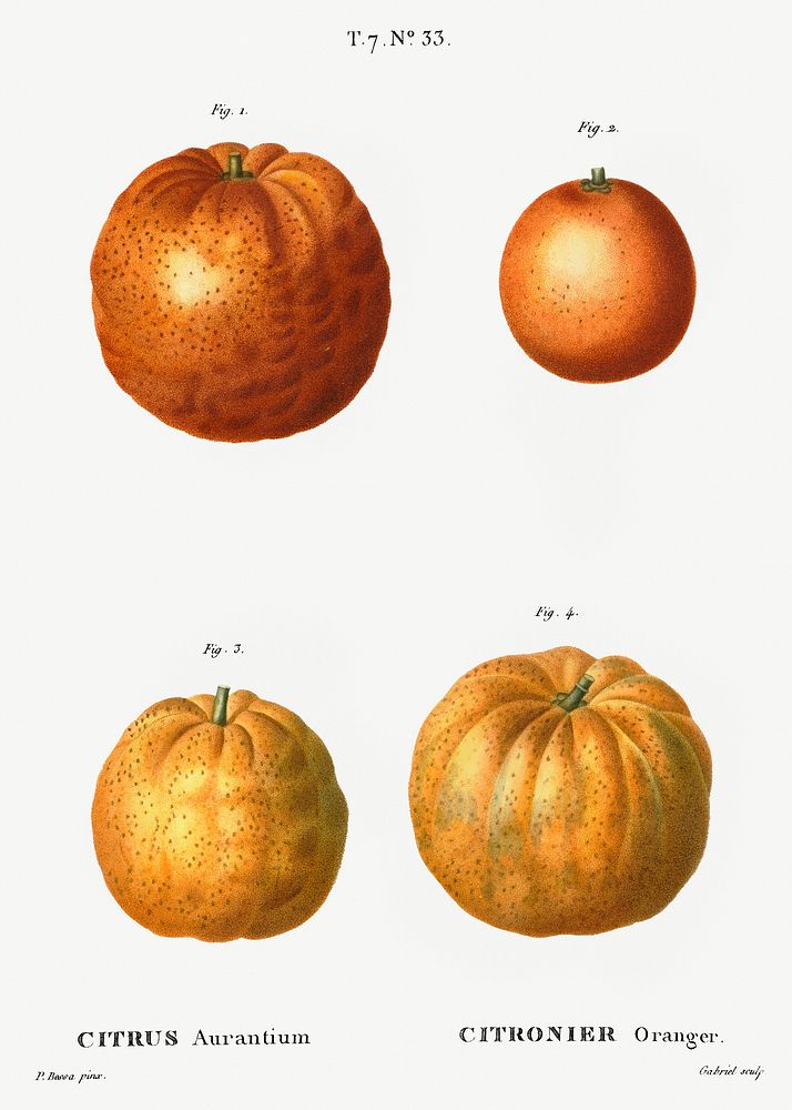 Bitter orange (Citrus aurantium) from Trait&eacute; des Arbres et Arbustes que l&rsquo;on cultive en France en pleine terre…