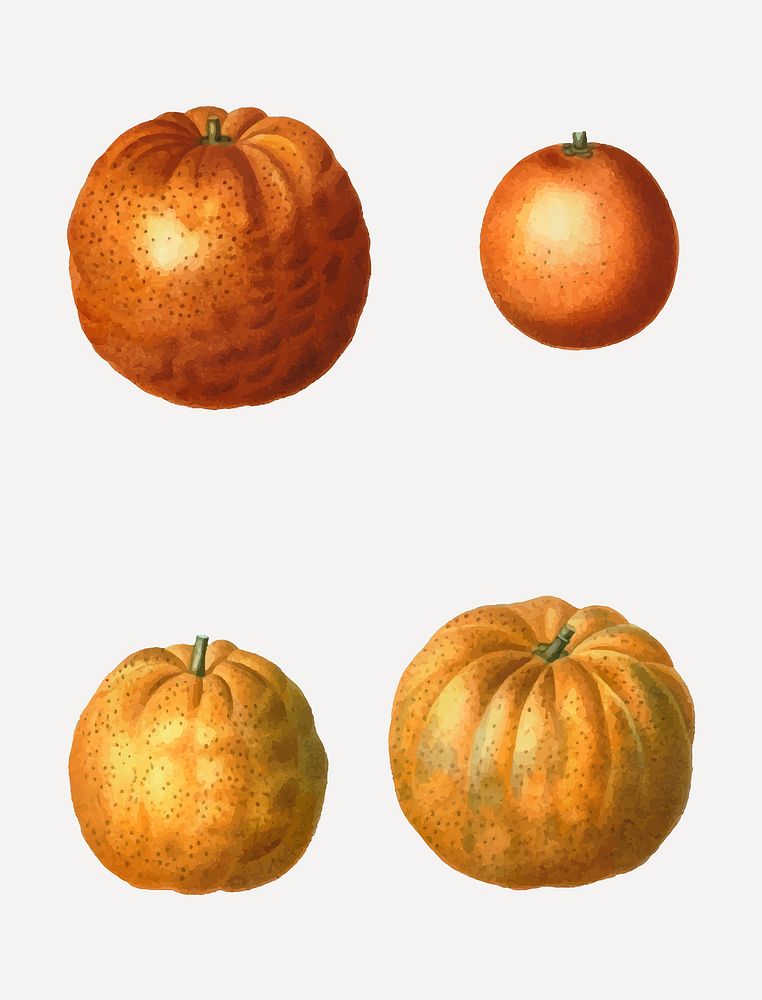 Vintage bitter orange fruit vectors