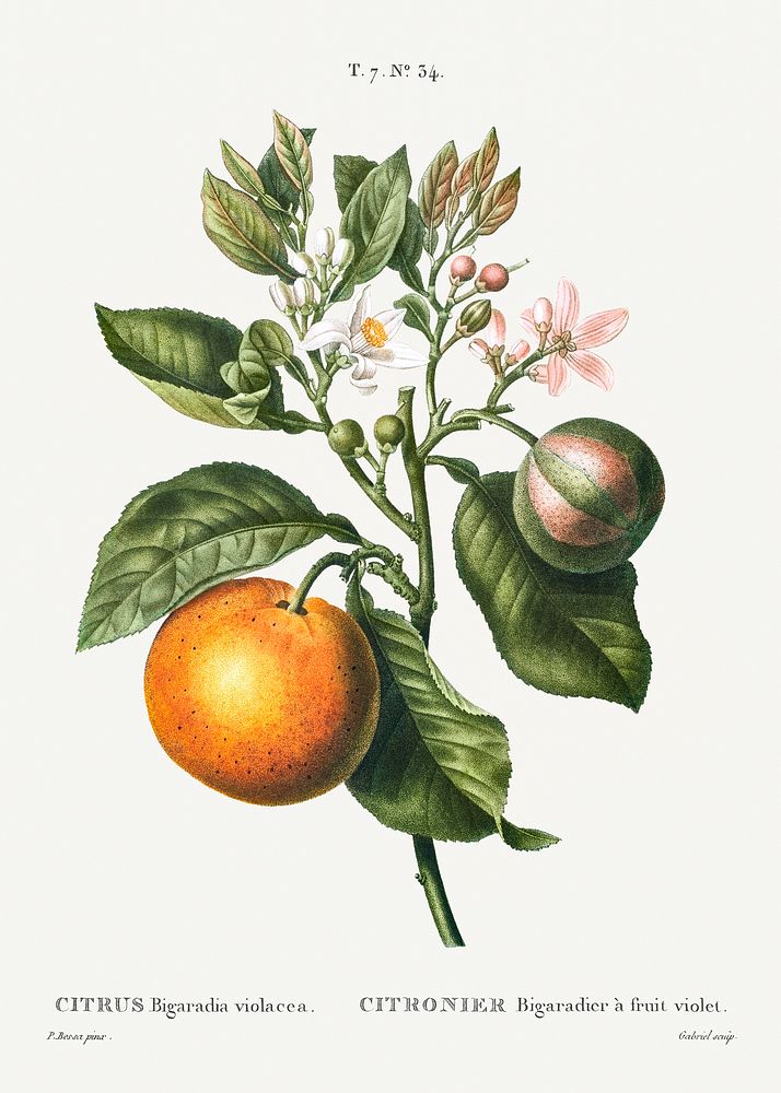 Bitter orange (Citrus Bigaradia violacea) from Trait&eacute; des Arbres et Arbustes que l&rsquo;on cultive en France en…