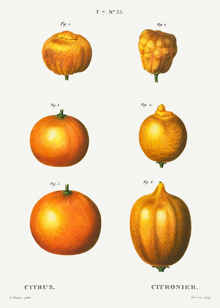 6 types of oranges, Citrus from Trait&eacute; des Arbres et Arbustes que l'on cultive en France en pleine terre…