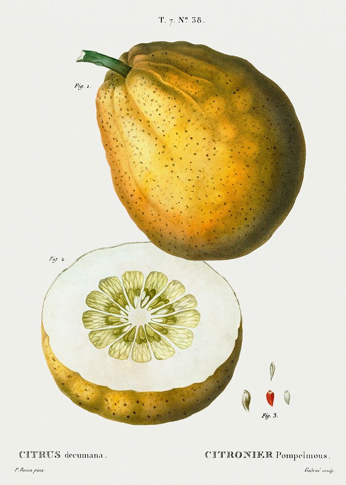 Pomelo (Citrus decumana) from Trait&eacute; des Arbres et Arbustes que l&rsquo;on cultive en France en pleine terre…