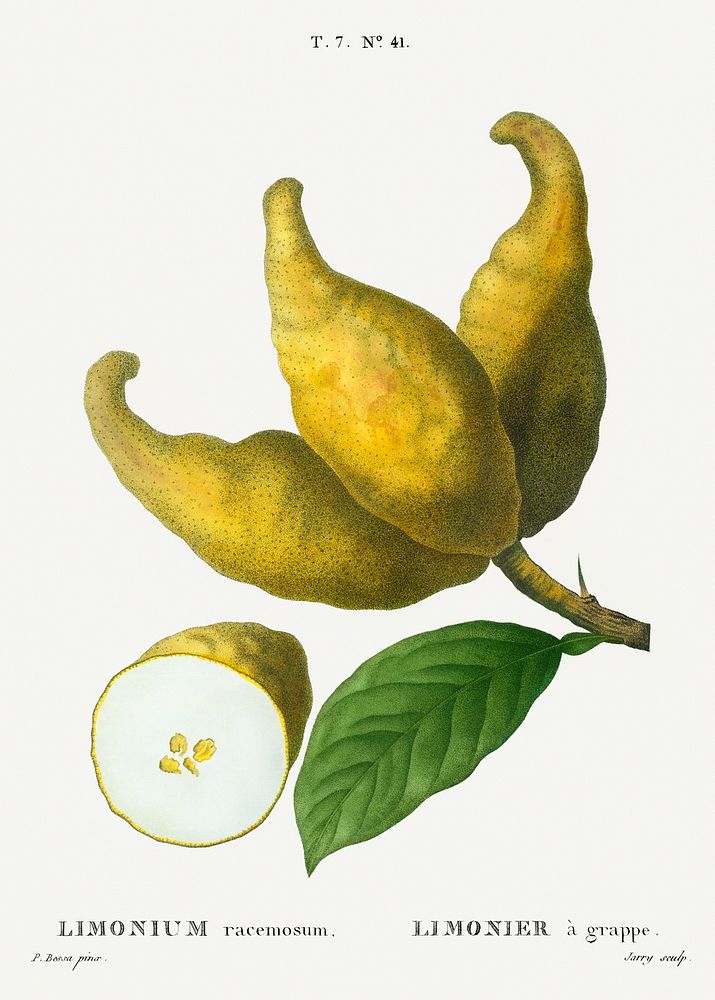 Cluster of lemons, Limonium racemosum from Trait&eacute; des Arbres et Arbustes que l'on cultive en France en pleine terre…