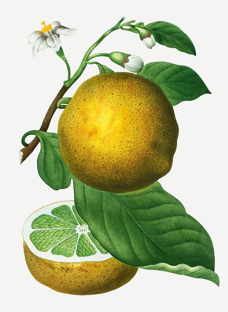 Vintage sliced grapefruit branch illustration