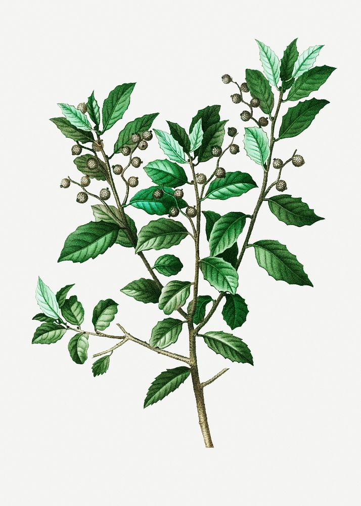 Evergreen oak branch plant illustration
