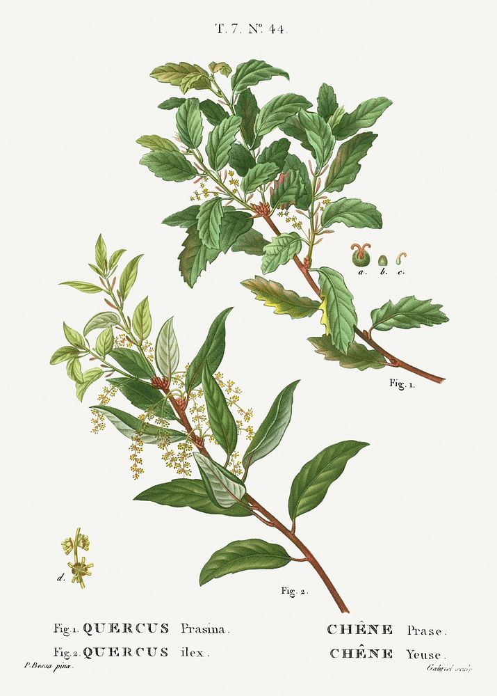 Evergreen oak, 1. Quercus prasina 2. Quercus ilex from Trait&eacute; des Arbres et Arbustes que l'on cultive en France en…