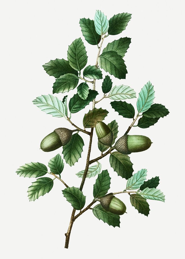 Cork oak branch plant illustration
