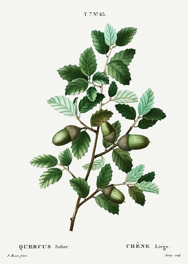 Cork oak (Quercus suber) from Trait&eacute; des Arbres et Arbustes que l&rsquo;on cultive en France en pleine terre…