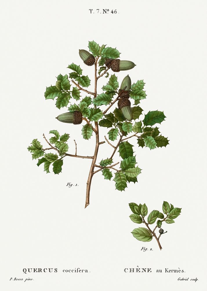 Kermes oak, Quercus coccifera from Trait&eacute; des Arbres et Arbustes que l'on cultive en France en pleine terre…