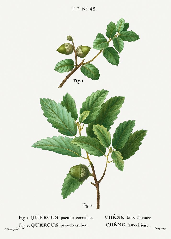 1. Kermes oak, Quercus pseudo-coccifera 2. Cork oak, Quercus pseudo-suber from Trait&eacute; des Arbres et Arbustes que l'on…