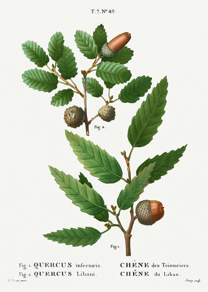1. Aleppo oak, Quercus infectoria 2. Lebanon oak, Quercus Libani from Trait&eacute; des Arbres et Arbustes que l'on cultive…