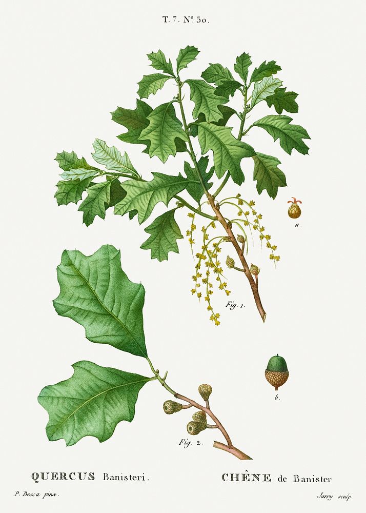 Bear oak, Quercus banisteri from Trait&eacute; des Arbres et Arbustes que l'on cultive en France en pleine terre…