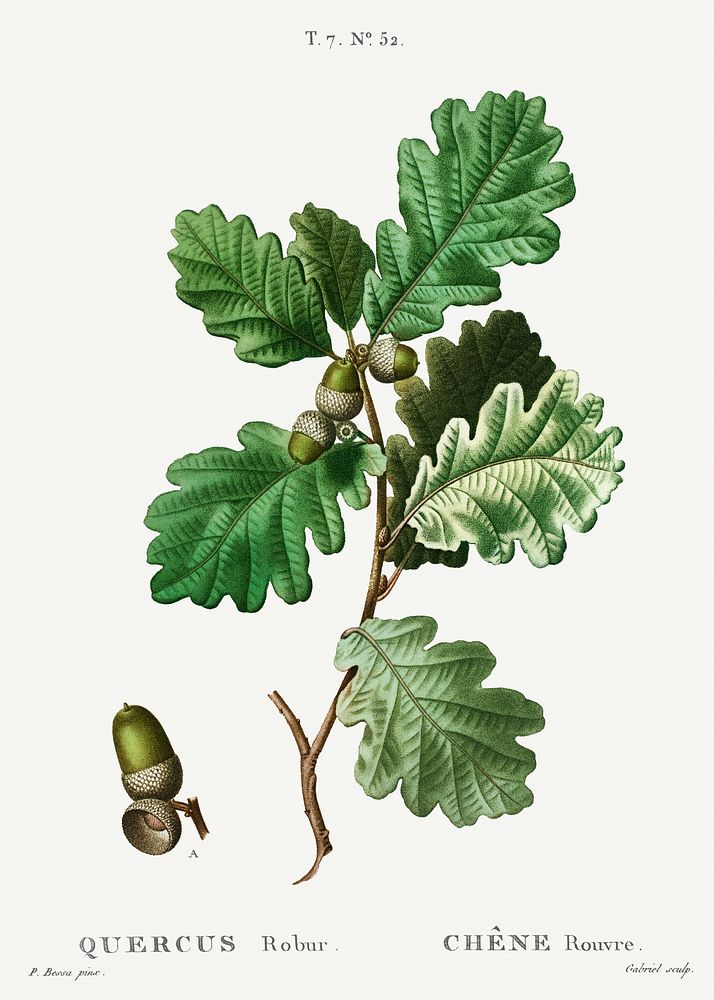 European oak (Ch&eacute;ne rouvre) from Trait&eacute; des Arbres et Arbustes que l&rsquo;on cultive en France en pleine…