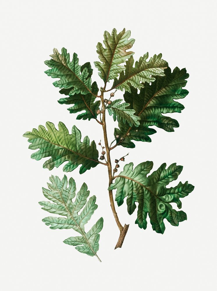 Hungarian oak branch plant illustration