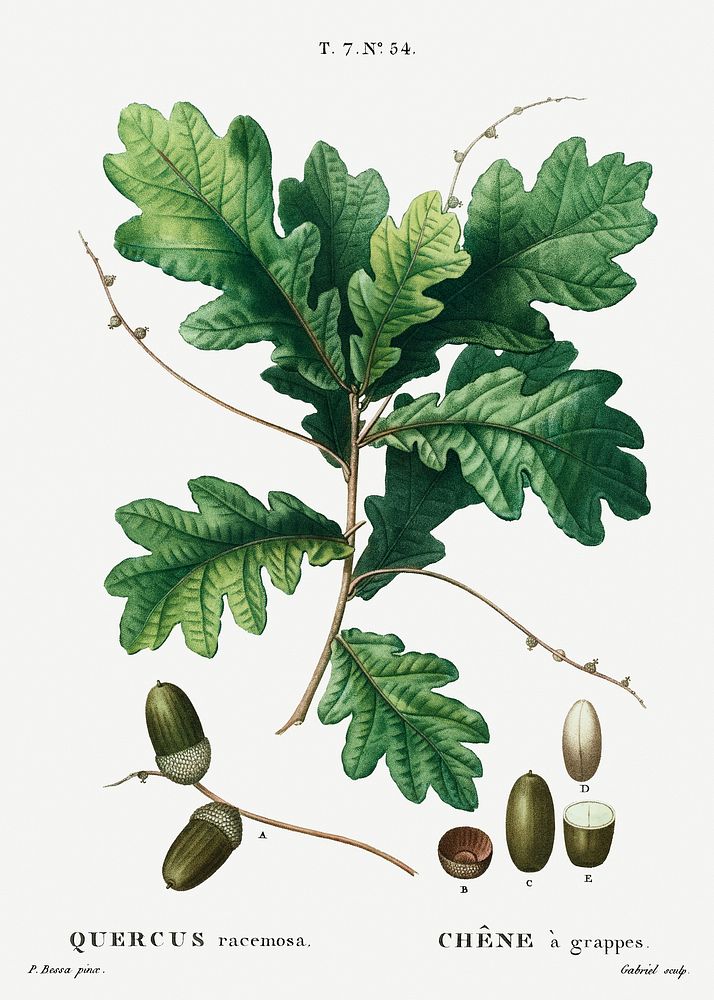 Quercus racemosa (Ch&eacute;ne &agrave; grappes) from Trait&eacute; des Arbres et Arbustes que l&rsquo;on cultive en France…