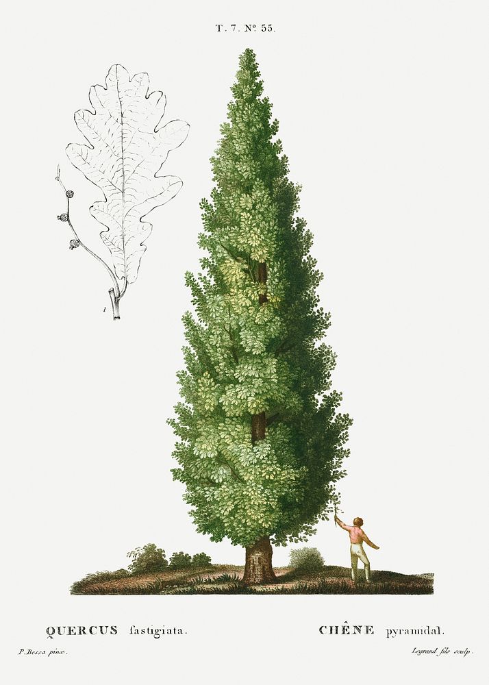 English oak, Quercus fastigiata from Trait&eacute; des Arbres et Arbustes que l'on cultive en France en pleine terre…