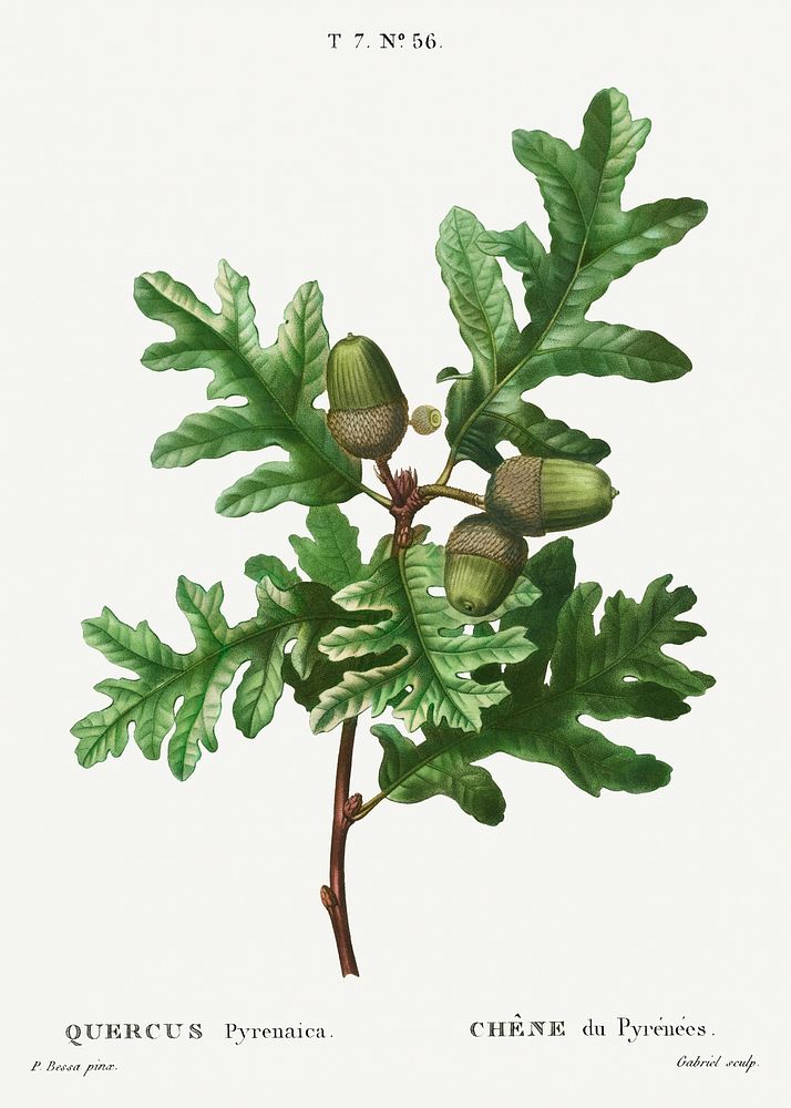 Pyrenean oak, Quercus pyrenaica from Trait&eacute; des Arbres et Arbustes que l'on cultive en France en pleine terre…