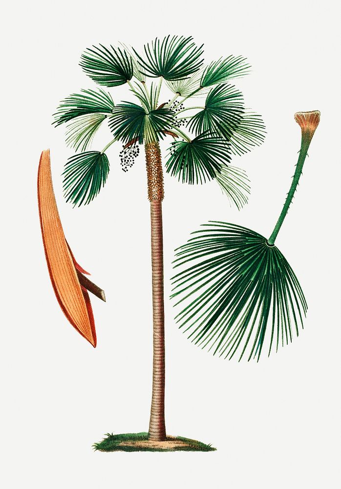 Vintage palm fan leaf illustration