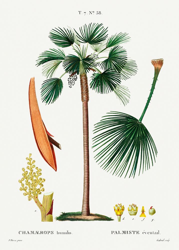 Palm fan (Chamaerops Humilis) from Trait&eacute; des Arbres et Arbustes que l&rsquo;on cultive en France en pleine terre…