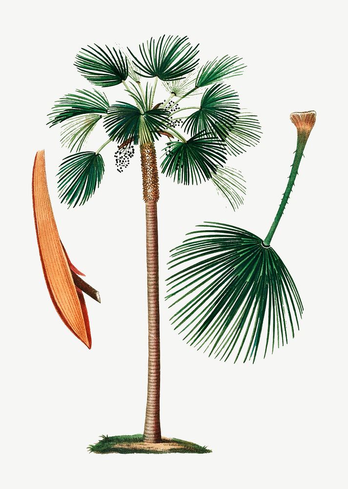 Vintage palm fan leaf vector