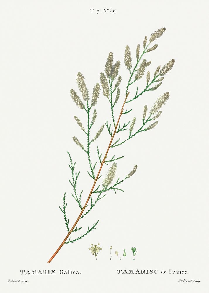 French tamarisk, Tamarix gallica from Trait&eacute; des Arbres et Arbustes que l'on cultive en France en pleine terre…