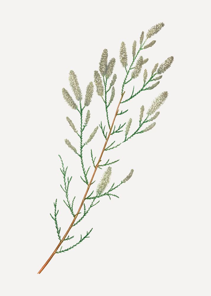 Vintage French tamarisk branch vector