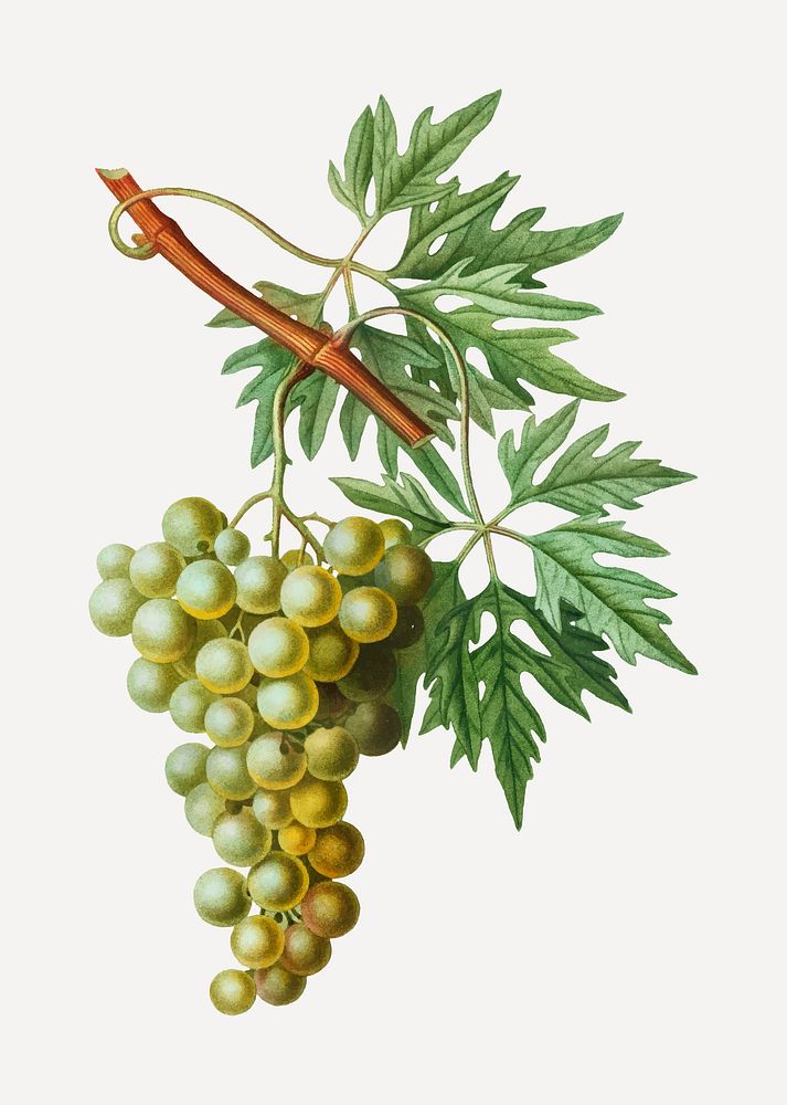 Vintage grape vine branch vector