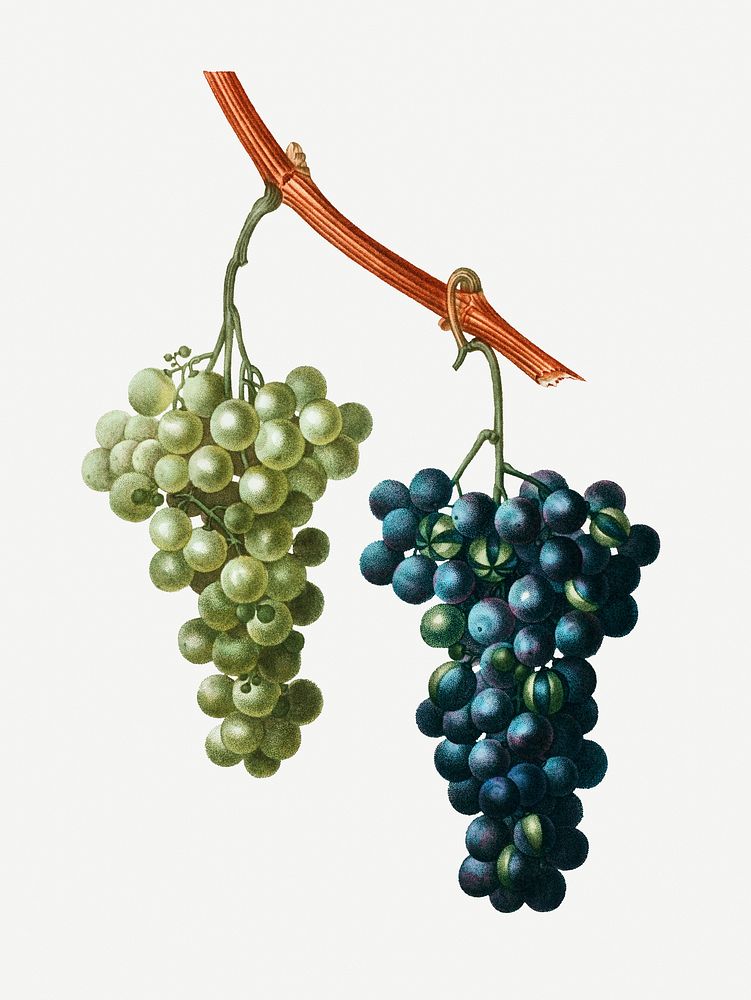 Grape vine fruits plant illustration