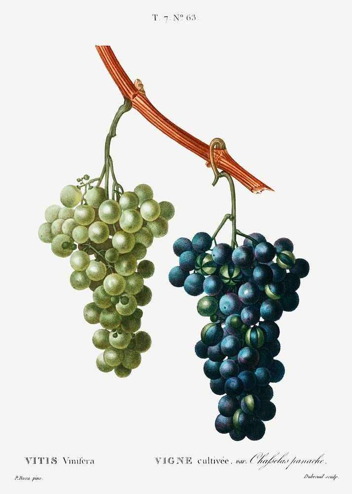 Grape vine (Vitis vinifera) from Trait&eacute; des Arbres et Arbustes que l&rsquo;on cultive en France en pleine terre…