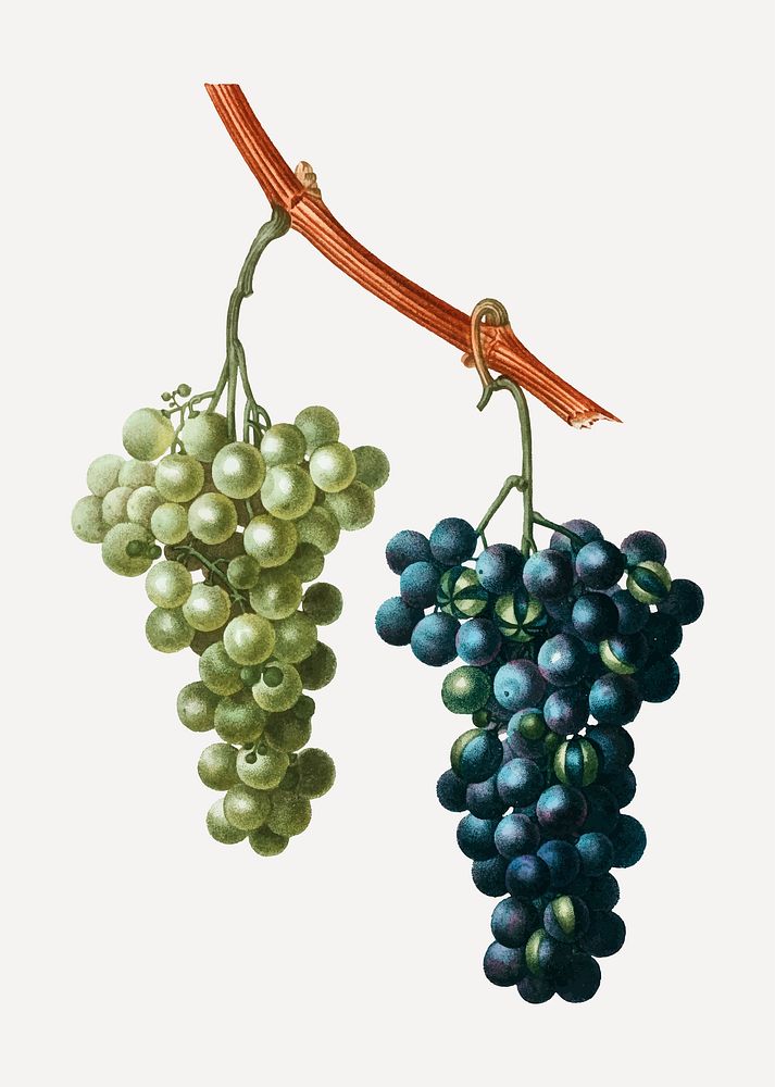 Vintage grape vine fruit vector