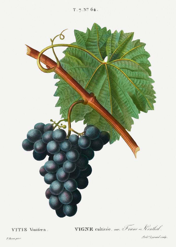 Grape vine, Vitis vinifera from Trait&eacute; des Arbres et Arbustes que l'on cultive en France en pleine terre…